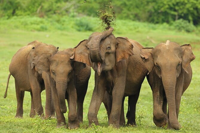 All Inclusive 5-Days Highlights of Sri Lanka - Key points at a glance