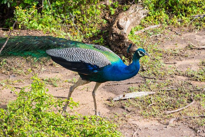 All Inclusive Leopard Nest Treehouse Safari in Yala - Campfire drinks, an alfresco shower, and dinner outdoors