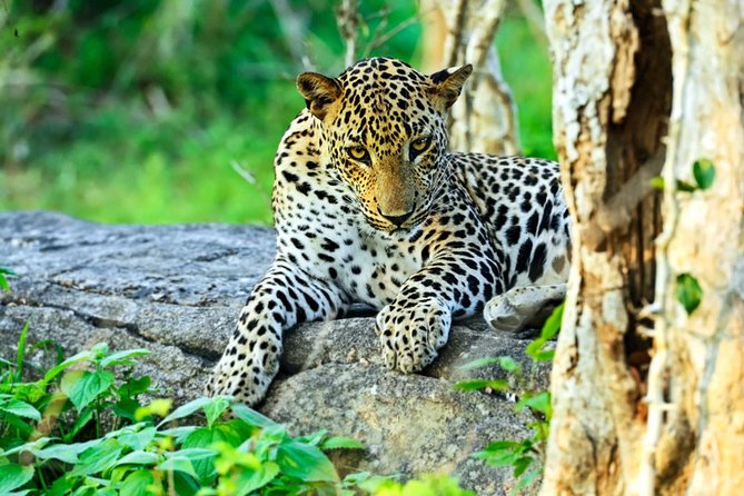 All Inclusive Leopard Nest Treehouse Safari in Yala - Lunch and the five camp accommodation choices