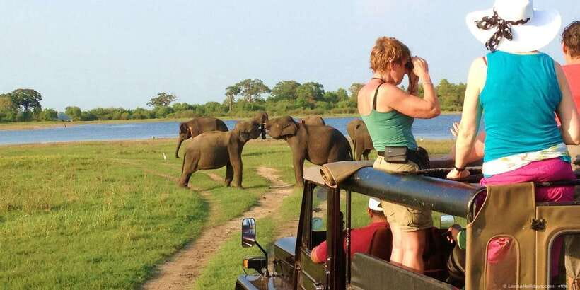All-Inclusive Minneriya National Park Afternoon Safari - Key points to know before you book