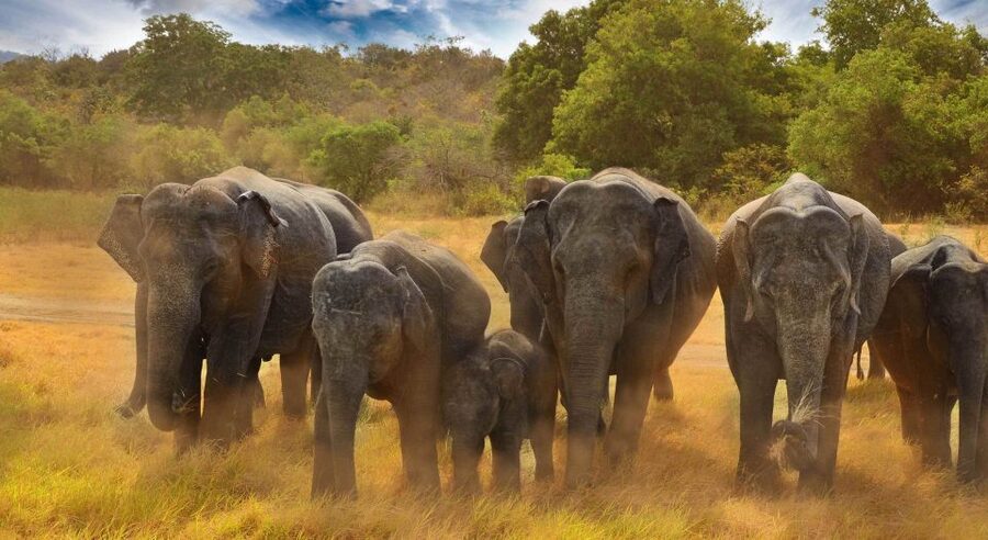 All-Inclusive Minneriya National Park Afternoon Safari - Should you book the Minneriya afternoon safari?