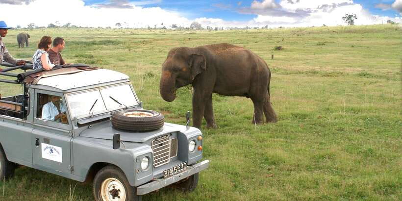 All-Inclusive Minneriya National Park Afternoon Safari - Why the afternoon safari is built around elephants