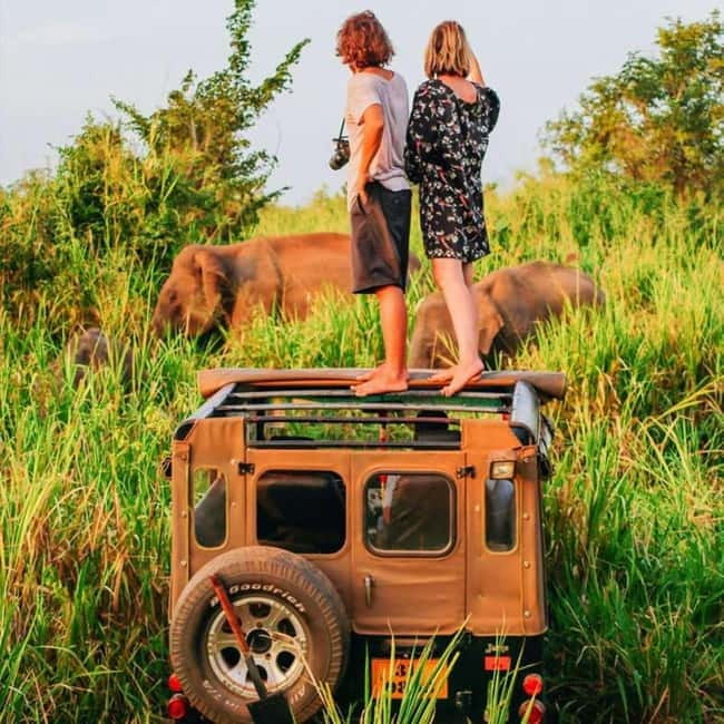 All-Inclusive Minneriya National Park Afternoon Safari - Elephants first, monkeys second, predators if luck helps