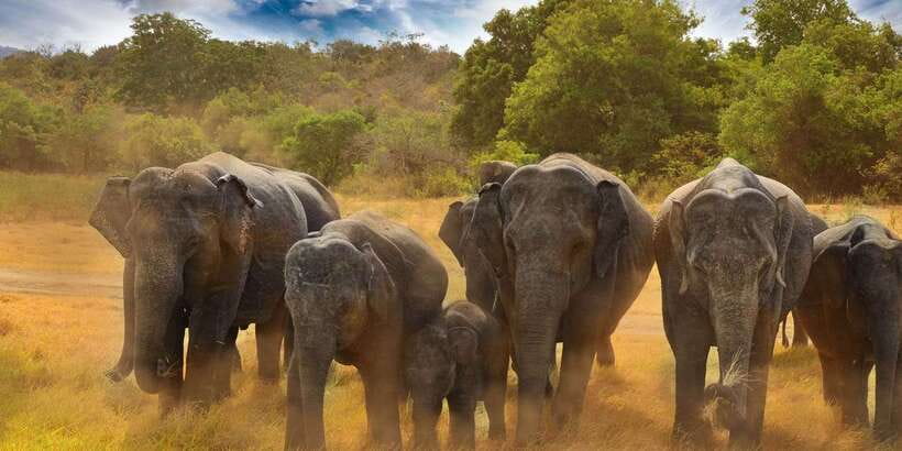 All-Inclusive Minneriya National Park Afternoon Safari - How the $95 price measures up