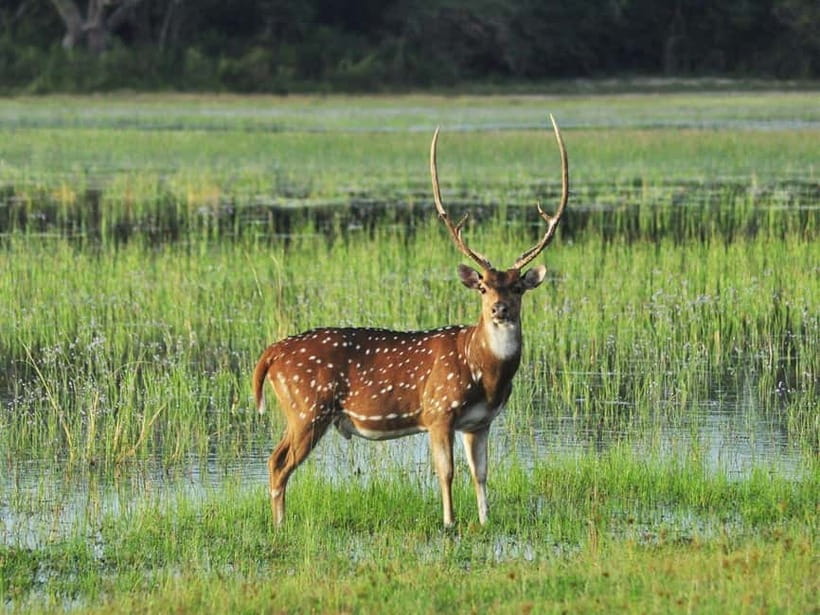 All-Inclusive Minneriya National Park Afternoon Safari - Who will enjoy this afternoon most
