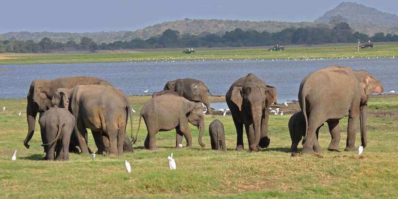All-Inclusive Minneriya National Park Afternoon Safari - From your hotel to the Minneriya gate