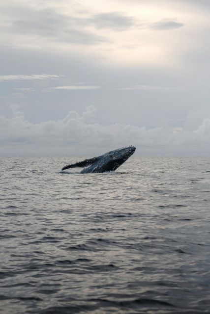 All Inclusive Mirissa Whale and Dolphin Watching Boat Ride - Rough seas, cancellations, and backup planning
