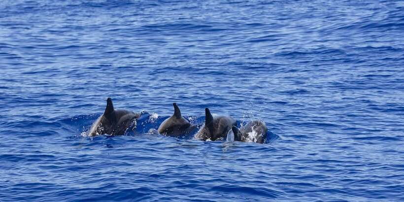 All Inclusive Mirissa Whale and Dolphin Watching Boat Ride - Responsible wildlife watching on the water