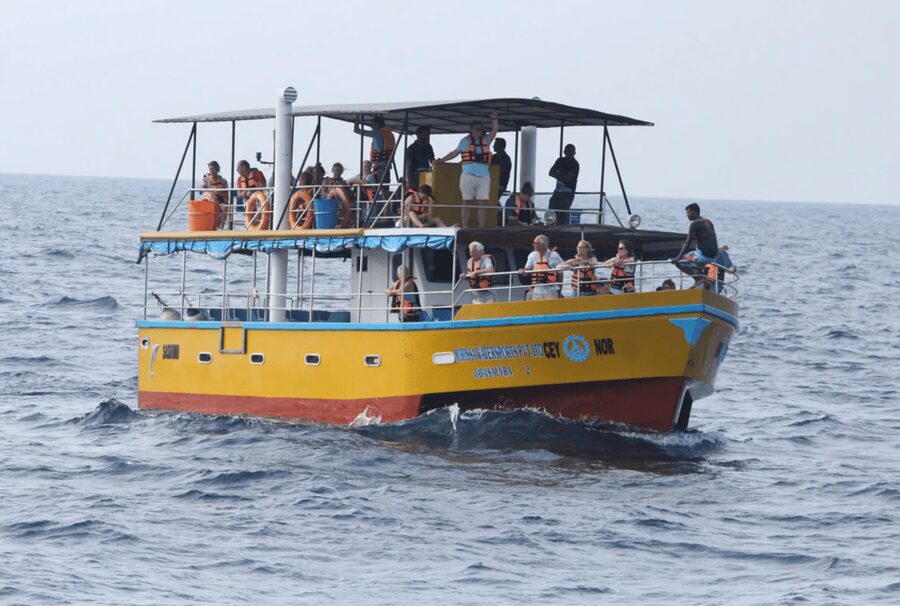 All Inclusive Mirissa Whale & Dolphin Watching + Snorkeling - Should you book this Mirissa whale and turtle trip?