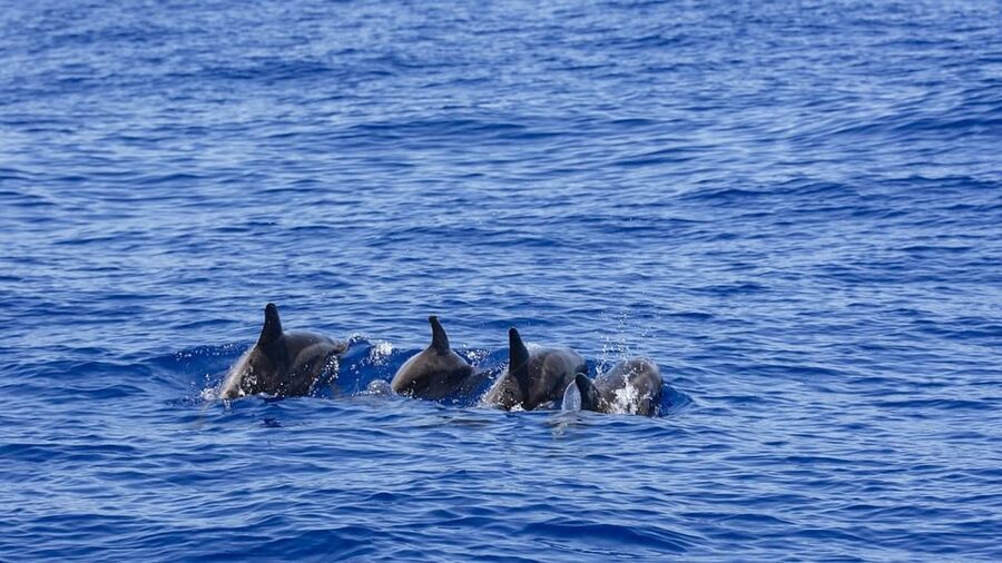 All Inclusive Mirissa Whale & Dolphin Watching + Snorkeling - Lunch with a Sri Lankan finish