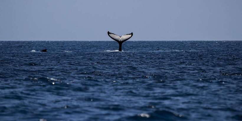 All Inclusive Mirissa Whale & Dolphin Watching + Snorkeling - What the $145 price really covers