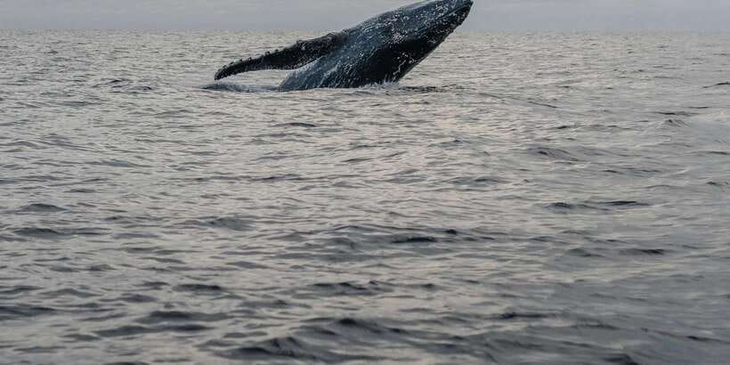 All Inclusive Mirissa Whale & Dolphin Watching + Snorkeling - Who will enjoy this six-hour outing