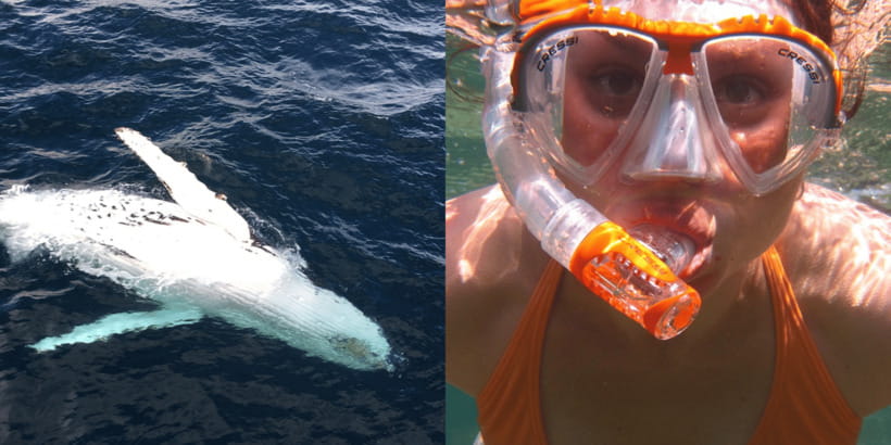 All Inclusive Mirissa Whale & Dolphin Watching + Snorkeling - Four hours looking for whales and dolphins