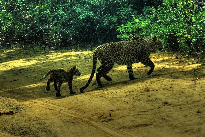 All inclusive Private safari at Wilpattu National park from Negombo - Practical Tips for a Better Safari