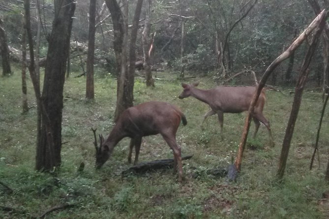 All inclusive Private safari at Wilpattu National park from Negombo - What You Might See Around the Willus