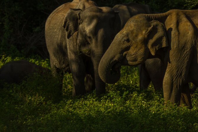 All Inclusive Private Safari in Minneriya National Park - What the private 4WD is like