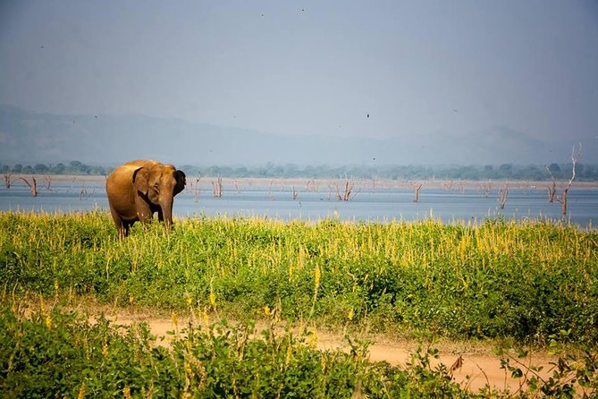 All Inclusive Private Safari in Minneriya National Park - The 2:30 p.m. game drive