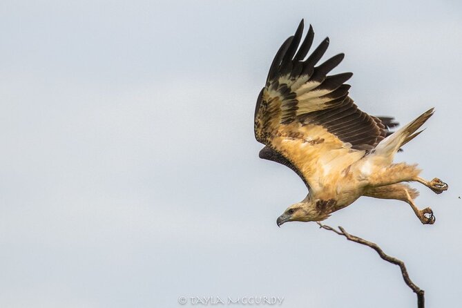 All Inclusive Private Safari in Minneriya National Park - Drinks, snack, and return transfer