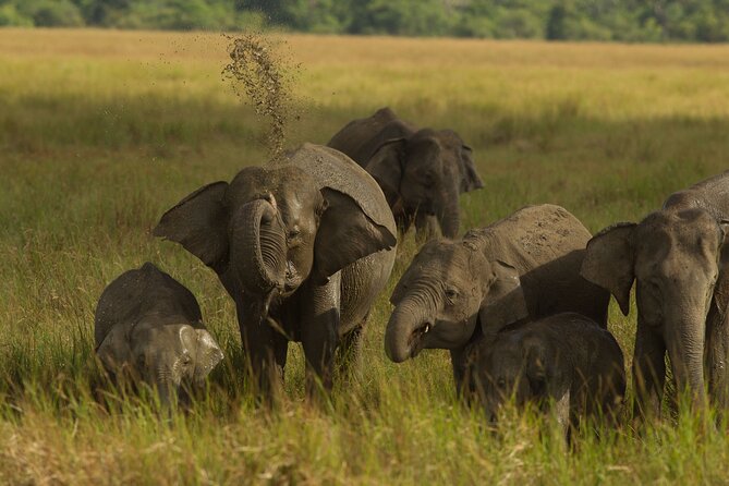All Inclusive Private Safari in Minneriya National Park - The 2:00 p.m. pickup keeps the afternoon simple
