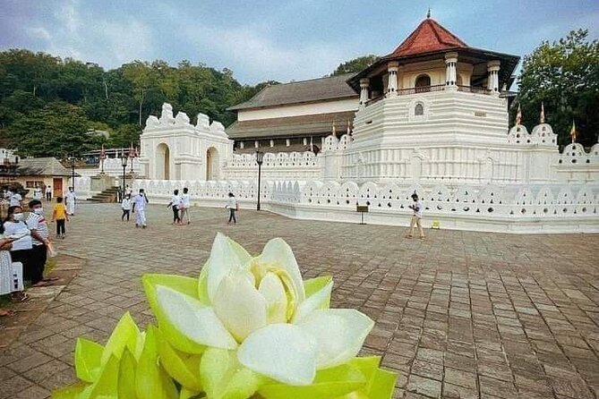All-Inclusive Private tour in Sri Lankan Island 9 Day HB hotels - Polonnaruwa ruins, a bullock cart, and Minneriya