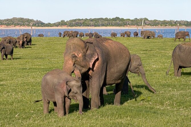 All-inclusive Sigiriya, Dambulla and Wildlife Safari from Colombo - Three hours at the Sigiriya rock fortress