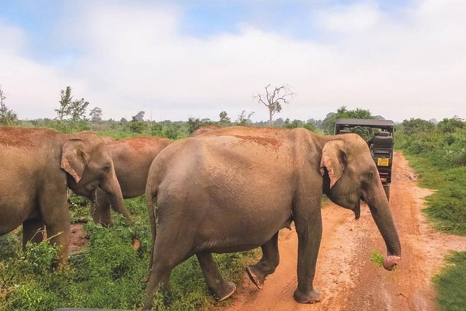 All Inclusive Udawalawa National Park Day Tour From Negombo - Leaving Negombo at 6:00 am