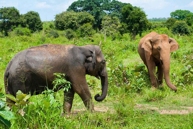 All Inclusive Udawalawa National Park Day Tour From Negombo - Entering Udawalawe by safari jeep
