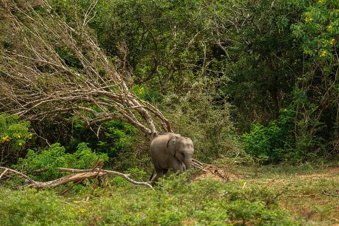 All Inclusive Udawalawa National Park Day Tour From Negombo - Lunch, water, and the return trip