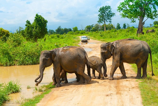 All Inclusive Udawalawa National Park Day Tour From Negombo - What the $275 price really covers