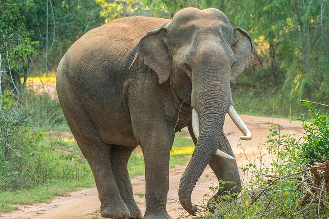 All Inclusive Udawalawa National Park Day Tour From Negombo - Private transport versus a shared excursion