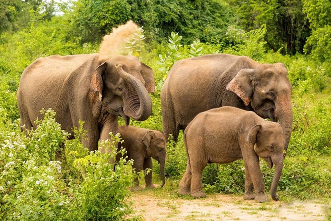 All Inclusive Udawalawa National Park Day Tour From Negombo - The countryside drive from Negombo