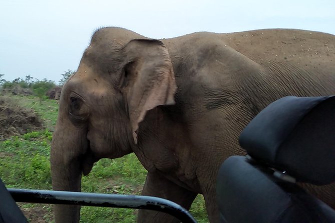 All Inclusive Udawalawe National Park Safari Day Tour from Colombo and Negombo - Why Udawalawe works well for a one-day safari