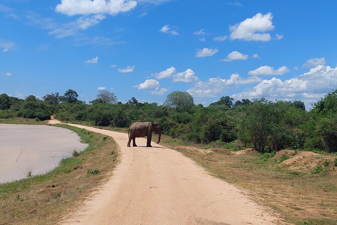 All Inclusive Udawalawe National Park Safari Day Tour from Colombo and Negombo - Morning light, late-afternoon animals, and photo chances