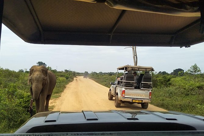 All Inclusive Udawalawe National Park Safari Day Tour from Colombo and Negombo - Practical details that affect your day