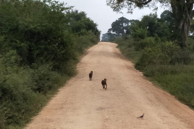 All Inclusive Udawalawe National Park Safari Day Tour from Colombo and Negombo - Should you book the Udawalawe day safari?