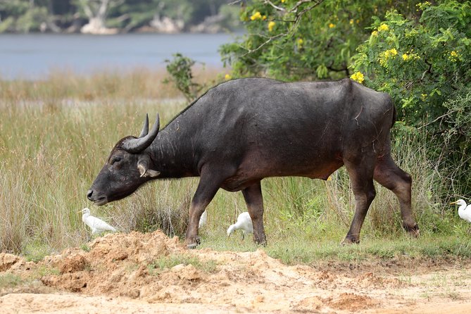All Inclusive Wilpattu National Park Day Tour From Anuradhapura - Inside the private jeep