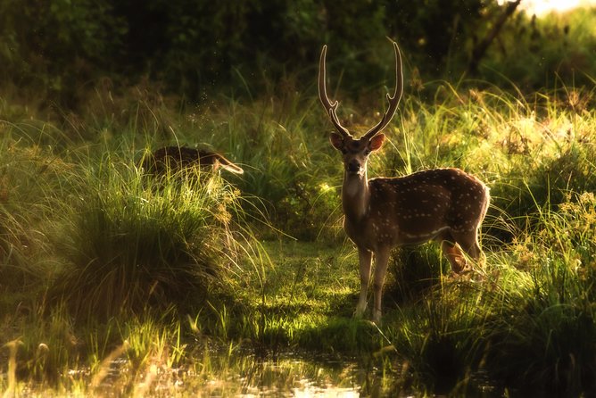 All Inclusive Wilpattu National Park Day Tour From Anuradhapura - Is $156 per person good value?