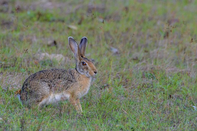 All Inclusive Wilpattu National Park Day Tour From Anuradhapura - What kind of visitor should book?