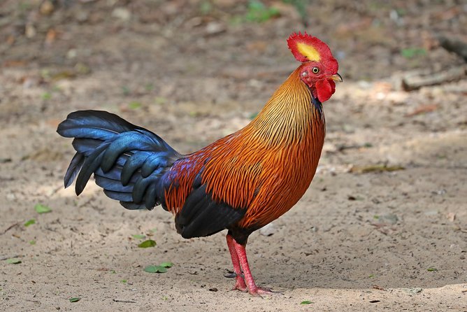 All Inclusive Wilpattu National Park Day Tour From Anuradhapura - Searching the villus for wildlife