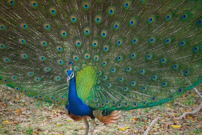 All Inclusive Yala National Park Jeep Safari from Colombo - Colombo to Yala: the real shape of the day