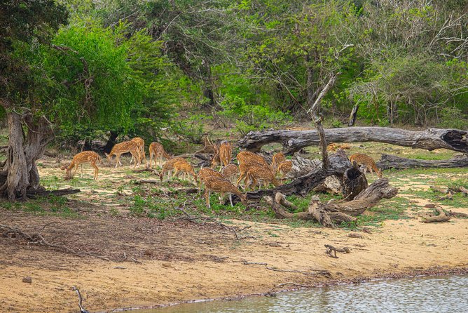 All Inclusive Yala National Park Jeep Safari from Colombo - Lunch, water, and the value of an all-inclusive price