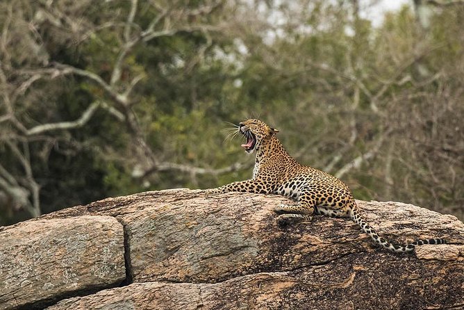 All Inclusive Yala National Park Jeep Safari from Colombo - Why the private format matters