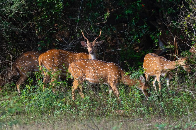 All Inclusive Yala National Park Jeep Safari from Colombo - Guides, communication, and service