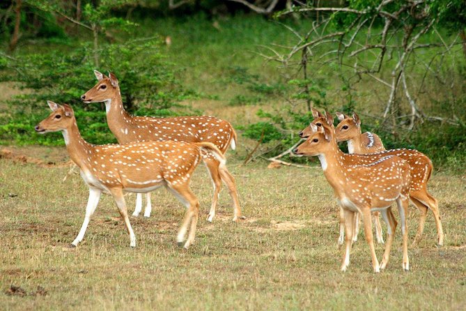All Inclusive Yala National Park Jeep Safari from Colombo - Weather, cancellation, and the small print