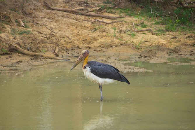 All Inclusive Yala National Park Jeep Safari from Colombo - The jeep safari: what you may see