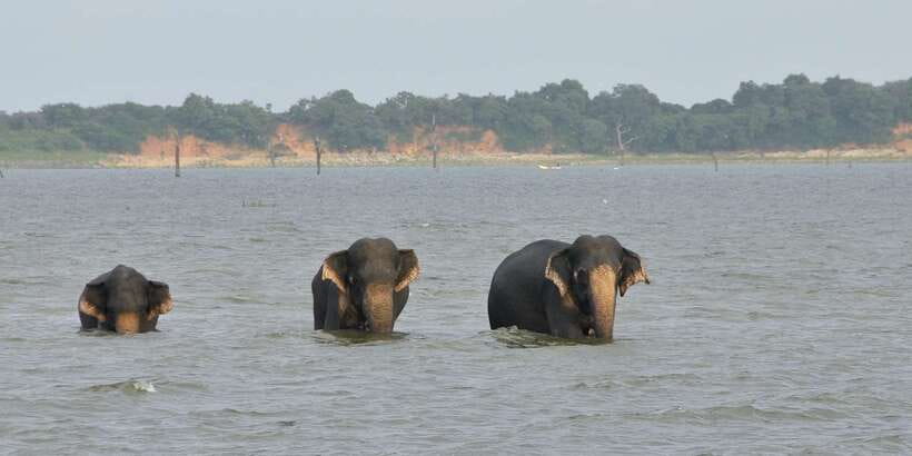 All inclussive Udawalawa National Park Safari From Colombo - Should you book the Udawalawe day trip from Colombo?