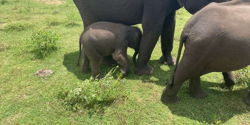 All inclussive Udawalawa National Park Safari From Colombo - Why Udawalawe is worth the long ride from Colombo