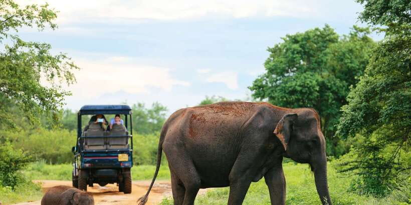 All inclussive Udawalawa National Park Safari From Colombo - Three hours inside Udawalawe National Park