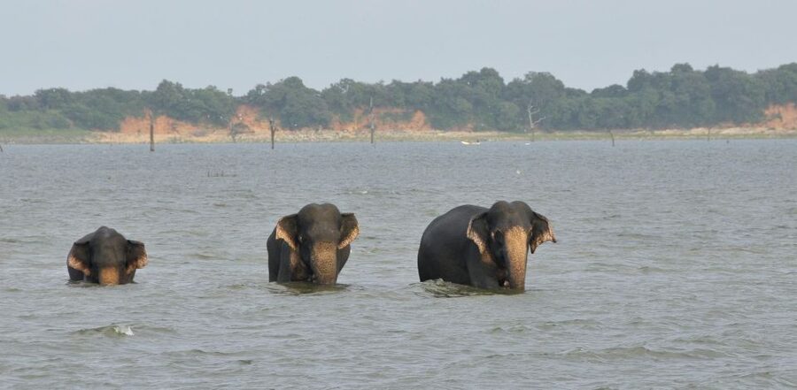 All inclussive Udawalawa National Park Safari From Colombo - A 45-minute visit to the Elephant Transit Home
