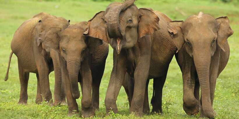 All inclussive Udawalawa National Park Safari From Colombo - The most important practical details